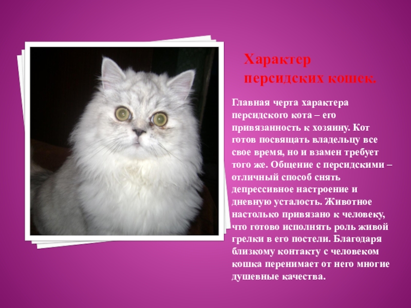 Персидская кошка: фото, описание породы и характера, содержание в домашних условиях