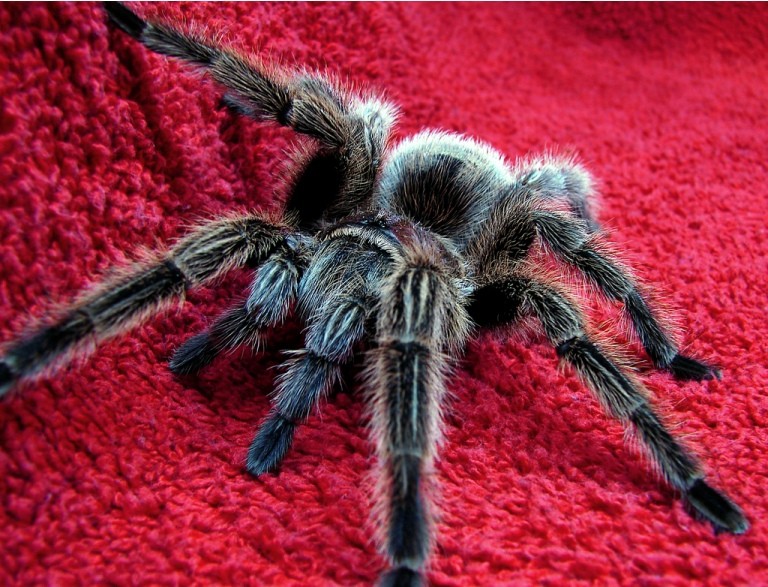 12 интересных фактов о тарантулах