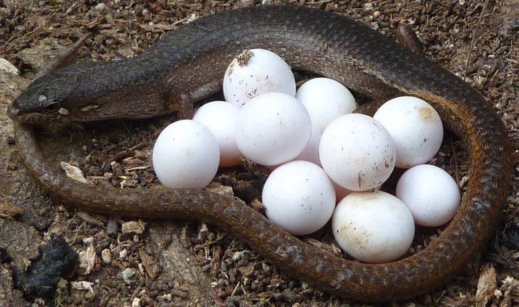 Размножение змей,откладка яиц, продолжительность жизни змей