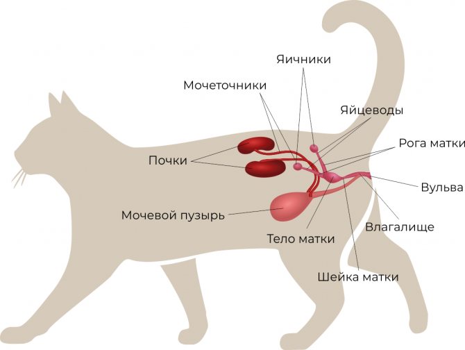 Лечение хпн у кошек и собак - научная статья центра ответ