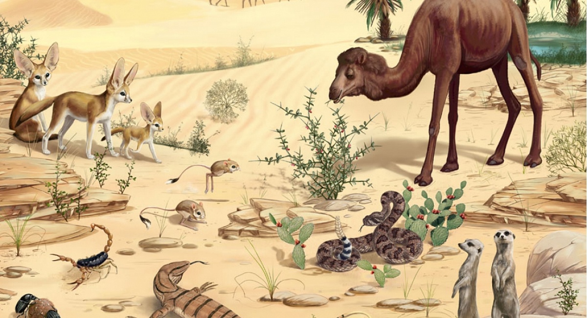 Животные пустыни – зоны животного мира, типичные обитатели для сообщения