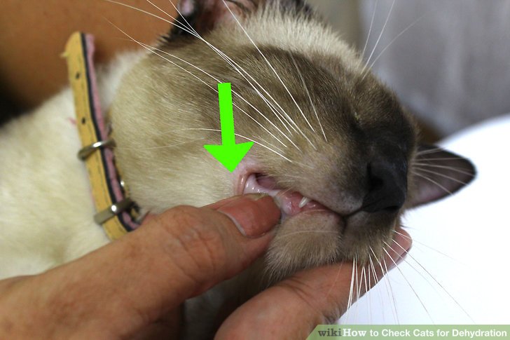 Хпн у кошек — почечная недостаточность у котов: симптомы, лечение
