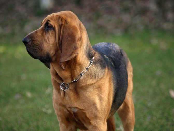 Бладхаунд: описание породы собак, фото, плюсы и минусы, характеристика породы, какой вес и рост