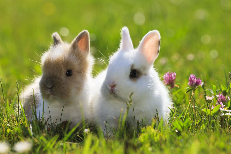 Как красиво назвать кролика и приучить к имени?