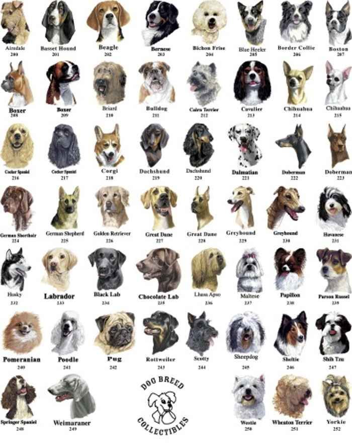 Собаки маленьких пород: названия и описание пород, список, размеры и фотографии
