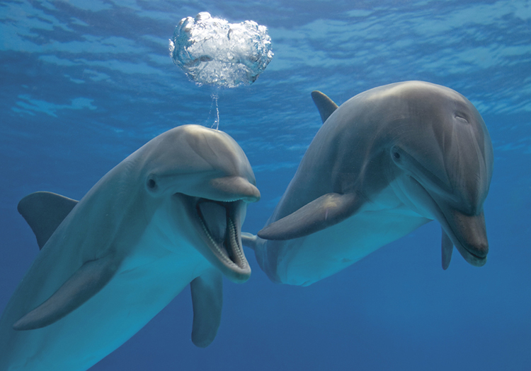 Дельфин - 101 фото самого зубастого млекопитающего китообразного