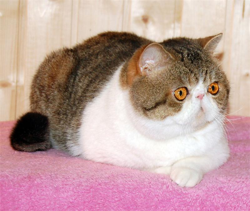Снупи – кот экзот: фото и описание экзотической короткошерстной кошки, особенности породы