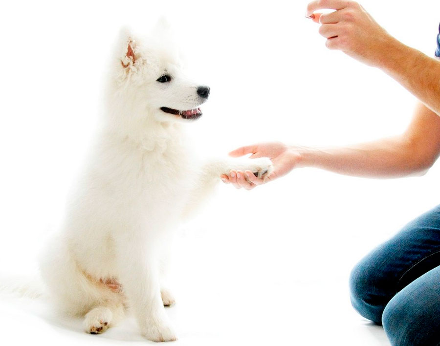 Дрессировка щенков и собак: с чего начать и как добиться послушания