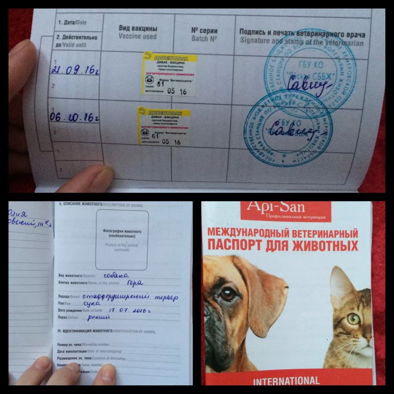 Ветеринарный паспорт на собаку: зачем он нужен и как его оформить