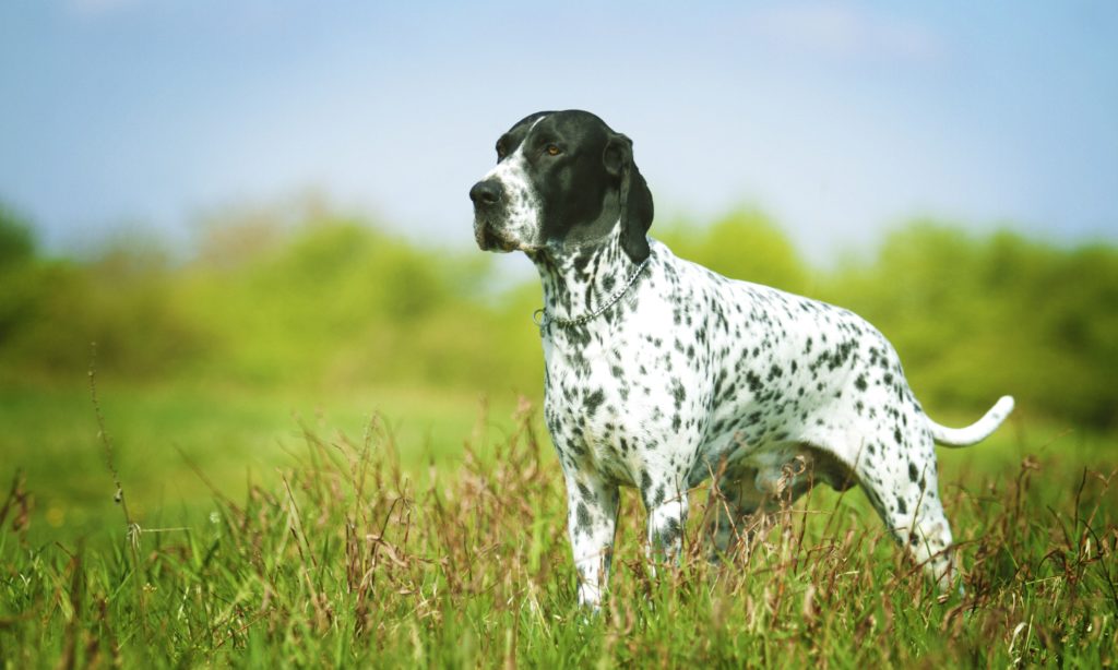 Английский пойнтер собака. описание, особенности, уход и цена английского пойнтера