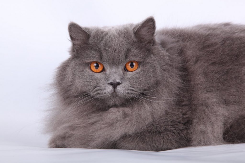 Кошка породы хайленд или хайленд линкс: советы по уходу