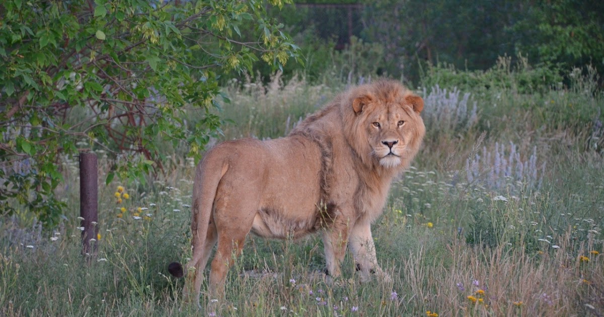 Интересные факты о льве. интересные факты о львах. топ 18 фактов | интересные факты