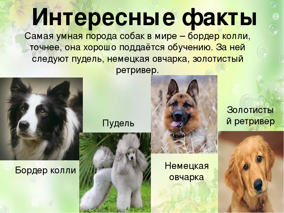 Розыскные собаки: описание, история, особенности, виды.