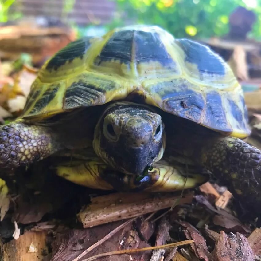 Европейская болотная черепаха в домашних условиях