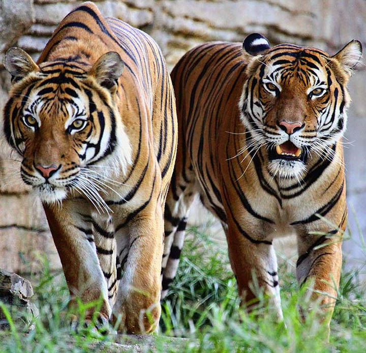 Самый большой тигр в мире - topkin | 2021
