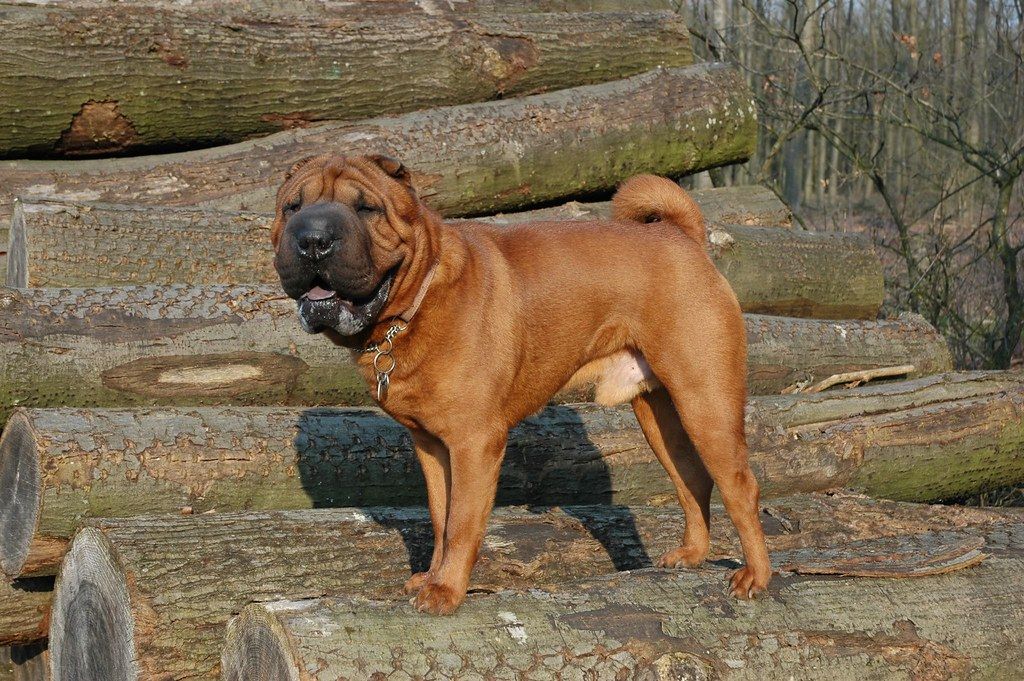 Собака шарпей: фото и описание породы, характер и характеристики породы, история шарпея
