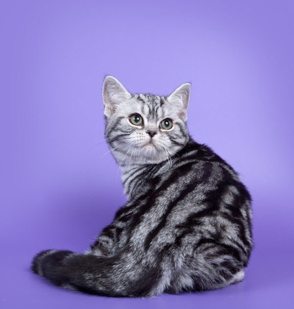 Американская короткошерстная кошка: особенности породы, фото