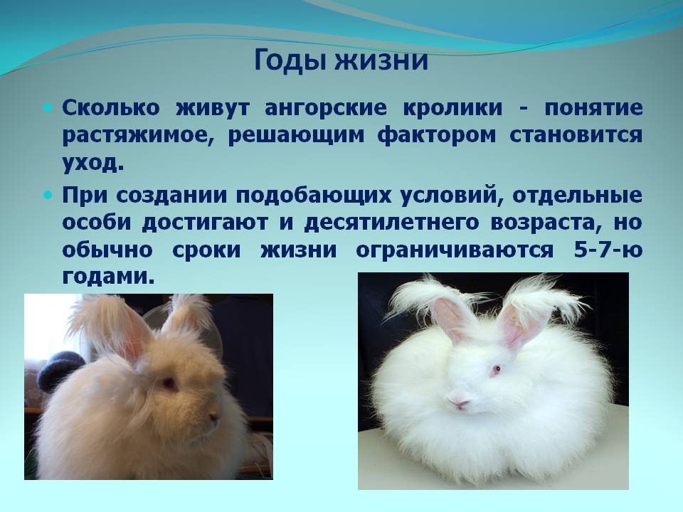 Декоративные кролики карликовые — фото, уход, породы, болезни, содержание.