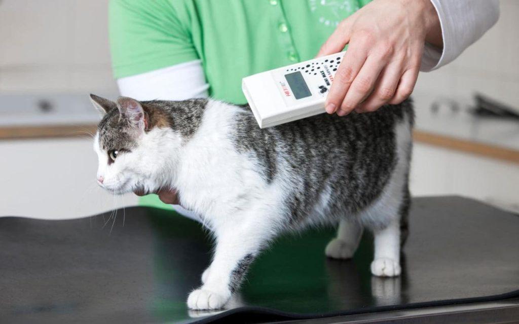 Чипирование кошек: преимущества и недостатки процедуры, этапы ее проведения, поиск животных по чипу
