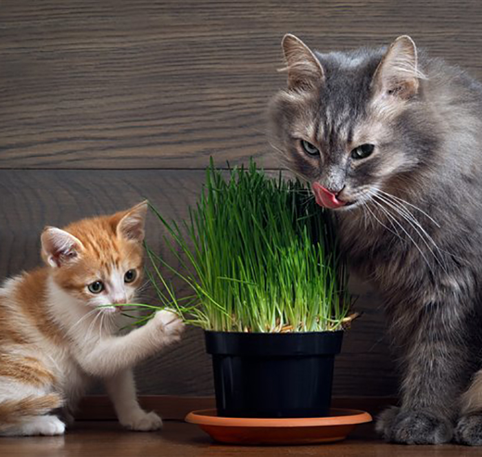 Комнатные растения и травы, которые можно выращивать для кошек