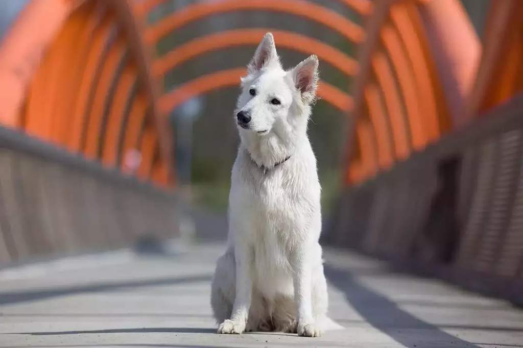 Характеристика собак породы белая швейцарская овчарка с отзывами и фото
