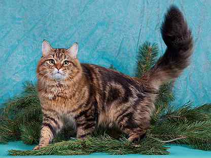 Рыжие сибирские коты (28 фото): характеристика породы кошек и описание окраса, рыжие котята с белыми лапками