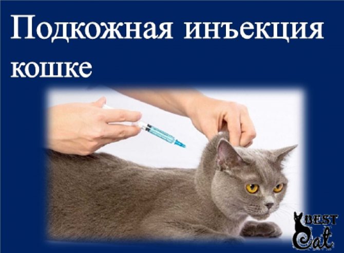 Как делать уколы кошке