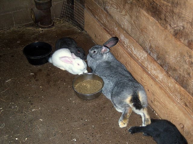 Кролики-гиганты: породы и особенности разведения ао "витасоль"