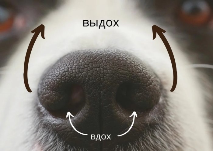 У собаки сухой нос: причины | трескается, нет аппетита, что делать