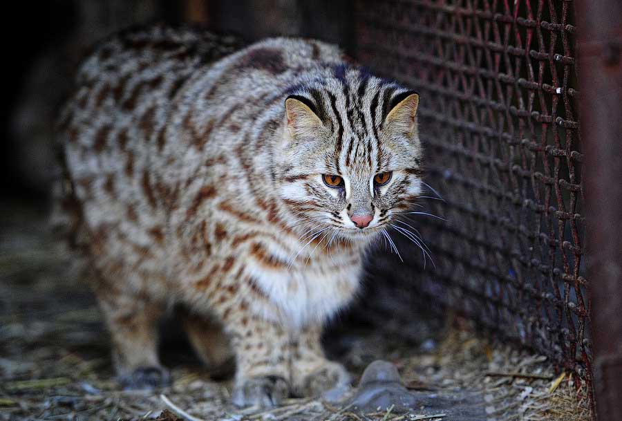 Амурский лесной кот картинки