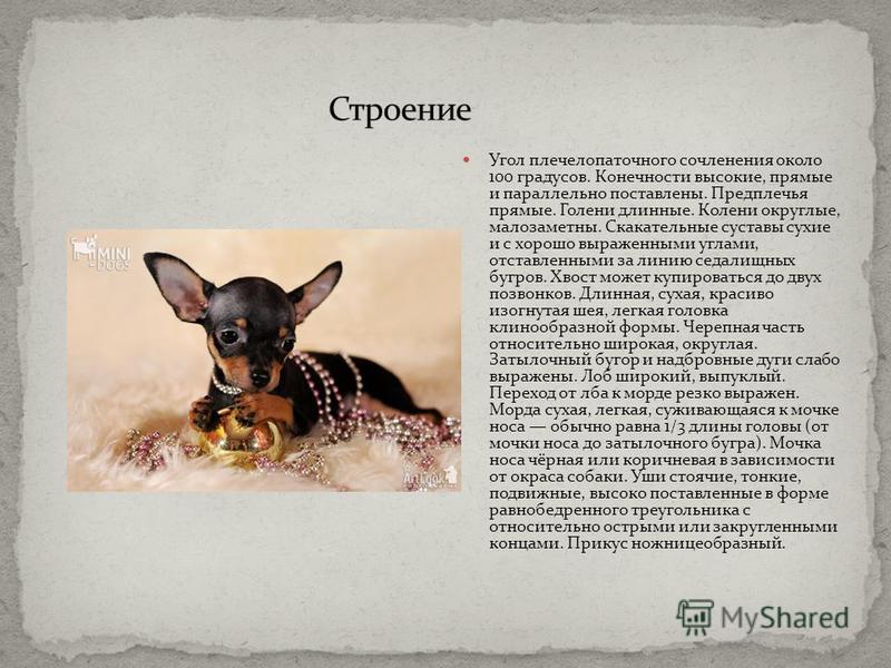 Длинношерстный той-терьер (39 фото): описание породы, уход за пушистыми щенками. особенности характера. виды стрижек