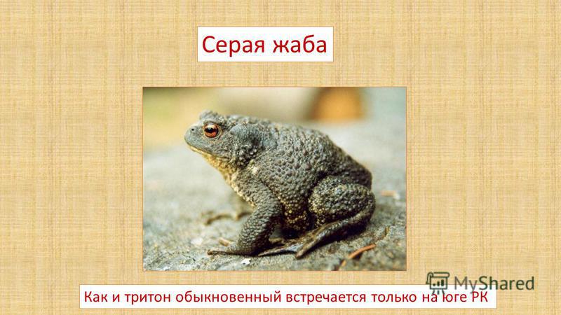 Развитие серой жабы. Серая жаба среда обитания. Серая жаба. Серая жаба красная книга. Серая жаба где обитает.