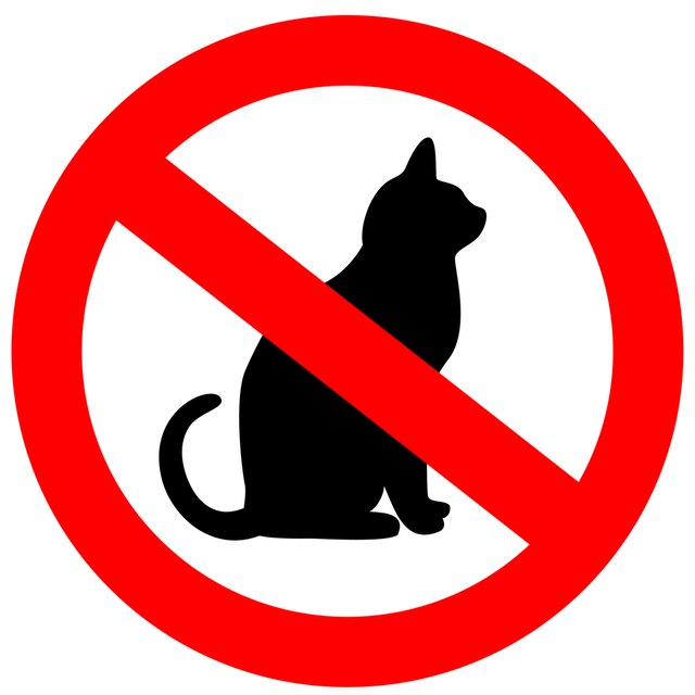 Где и почему запрещены домашние кошки? | скоттиш фолд вислоухое мяу