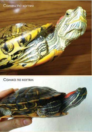 Как определить пол красноухой черепахи? 19 фото как отличить мальчика от девочки в домашних условиях по панцирю? другие способы определения самки и самца