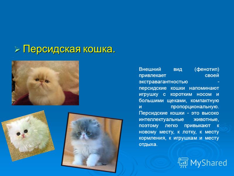 Персидская кошка (перс): 40 фото, цена, характер и описание внешнего вида