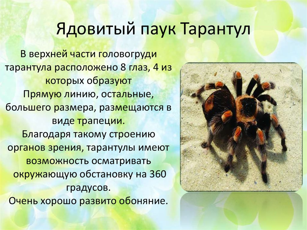 Тарантул паук. образ жизни и среда обитания паука тарантула | живность.ру