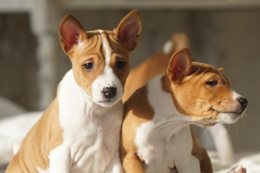 Какие собаки не линяют и не пахнут: 5 пород, которые требуют меньше времени на уборку и от которых не бывает аллергии