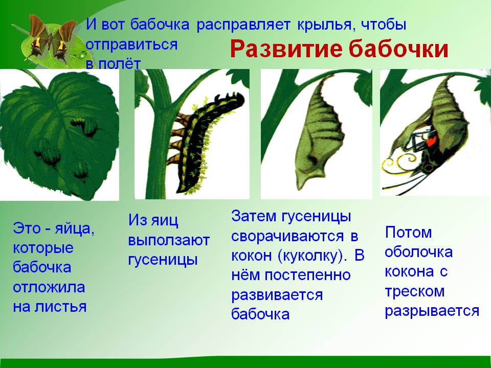 Стадии гусеница бабочка. Жизненный цикл гусеницы бабочки. Этапы развития бабочки. Цикл гусеница бабочка. Жизненный цикл бабочки куколки.