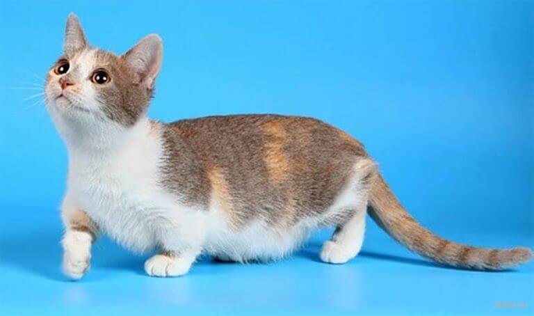 Коротколапые коты манчкин: характеристика породы и содержание, стоимость котенка