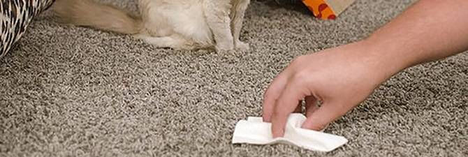 Как избавиться от запаха собачьей мочи в доме?