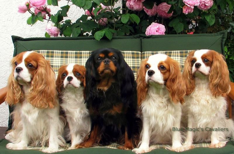 Кавалер-кинг-чарльз-спаниель: королевская порода собак для обычных людей