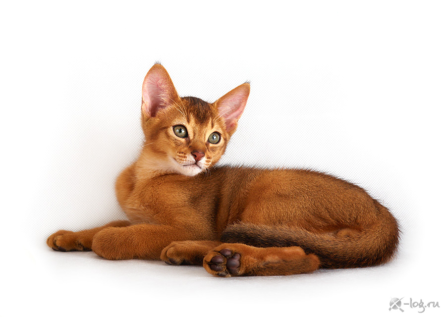 Питомник абиссинских кошек amberberry  (г.москва),