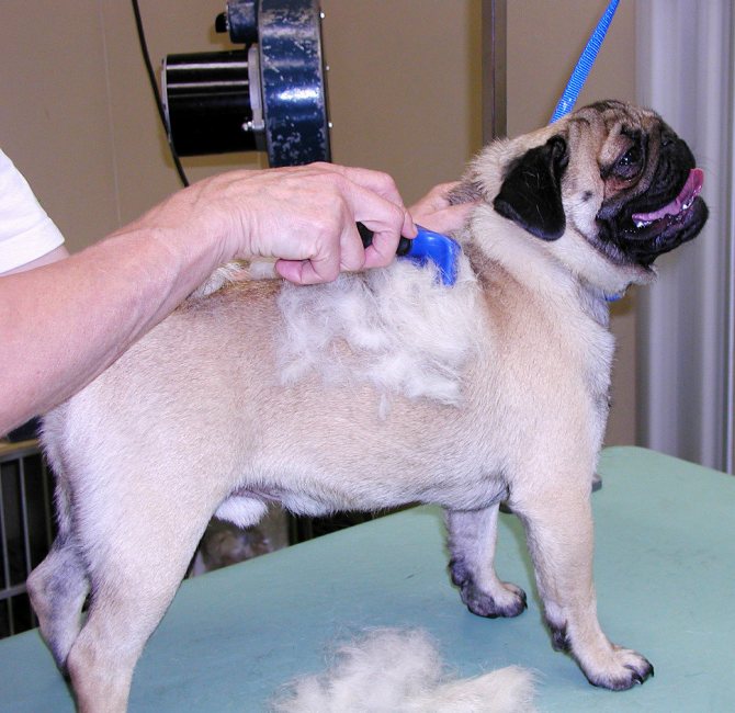 Почему у собаки чешется спина у хвоста: причины, лечение первопричины, средства