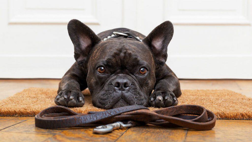 Как воспитывать французского бульдога — правила дрессировки и воспитания щенка и взрослой собаки