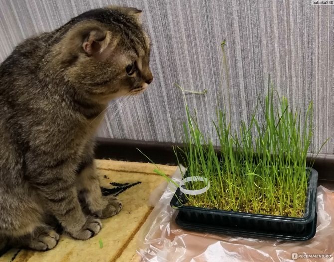 Какую траву любят кошки и как вырастить траву для кошек – pet-mir.ru