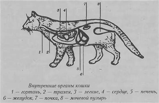 Скелет кошки — подробная анатомия