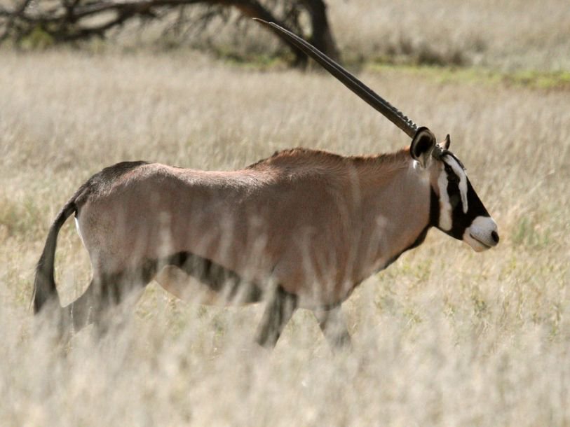 Орикс, сернобык. oryx blainville, 1816 = ориксы, сернобыки