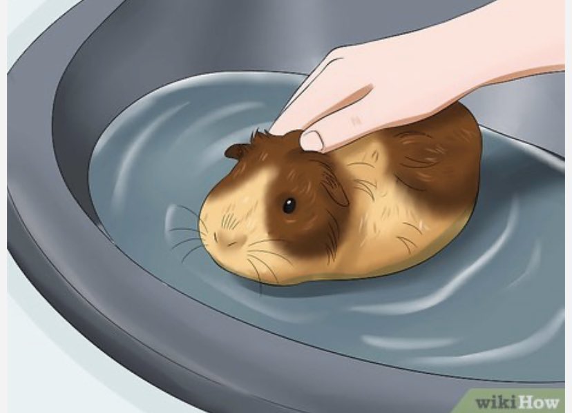 Как правильно купать морскую свинку в домашних условиях