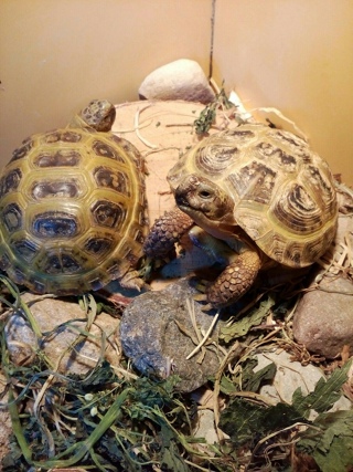 Спячка у красноухих черепах в домашних условиях: признаки, причины, уход (фото)