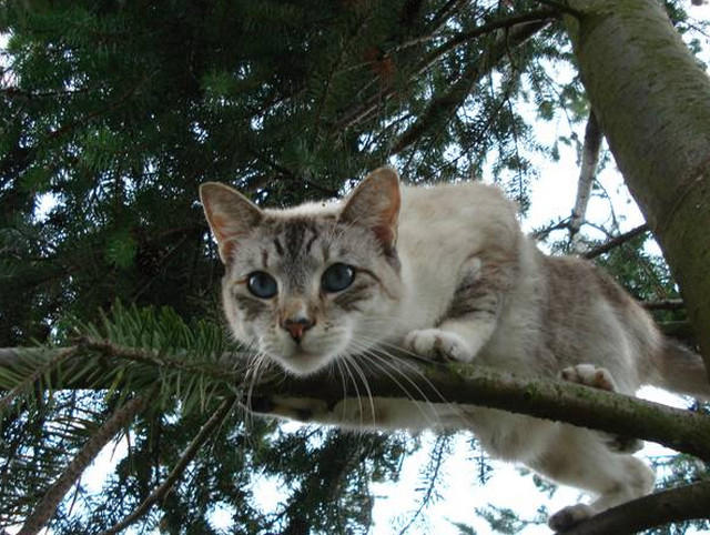 Как снять кошку с дерева?